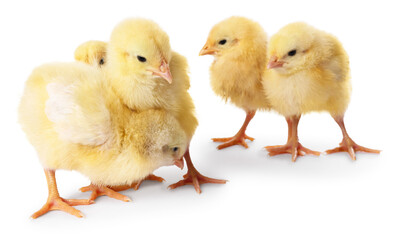 Fototapeta premium Cute yellow chicks on white background. Baby animals