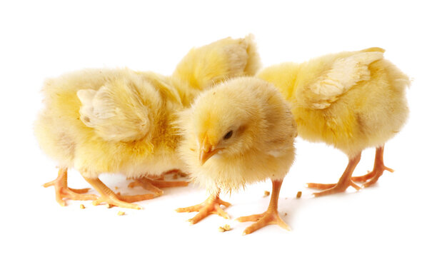 Cute yellow chicks on white background. Baby animals