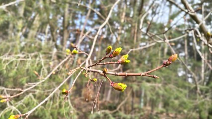 W oczekiwaniu na wiosnę  © WalDec