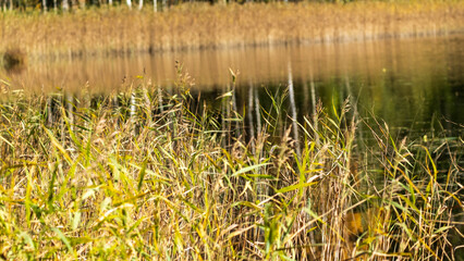 Obraz premium Golden autumn reeds reflecting in a calm lake water.