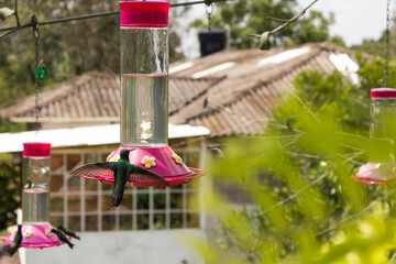 Naklejka premium A hummingbird is drinking fresh water from a container in a rural area of San Francisco, Cundinamarca, Colombia. Concept of birds and wild animals