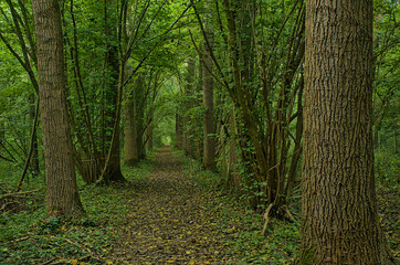 Fototapeta premium Hiking trail through a green summer forest in Vinderhoutse Bossen nature reserve, Ghent, Flanders, Belgium 