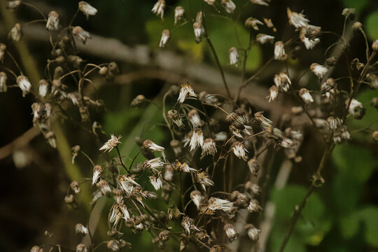 loseup of the withe seeds of common ragwort - jacobea vulgaris vulgaris, syn. 