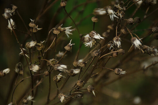loseup of the withe seeds of common ragwort - jacobea vulgaris vulgaris, syn. 