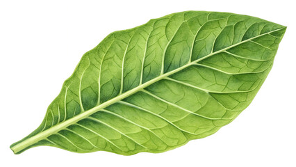 Obraz premium green leaf isolated on transparent background
