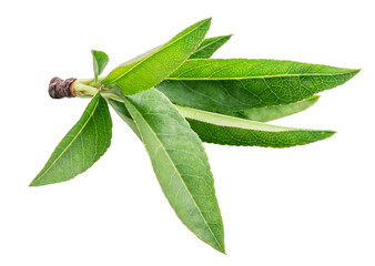 Obraz premium Young green almond leaves on a branch isolated on a white background.