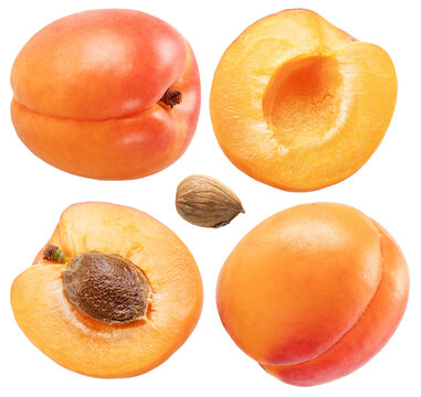 Collection of apricots, apricot slices and pits isolated on white background. File contains clipping paths.