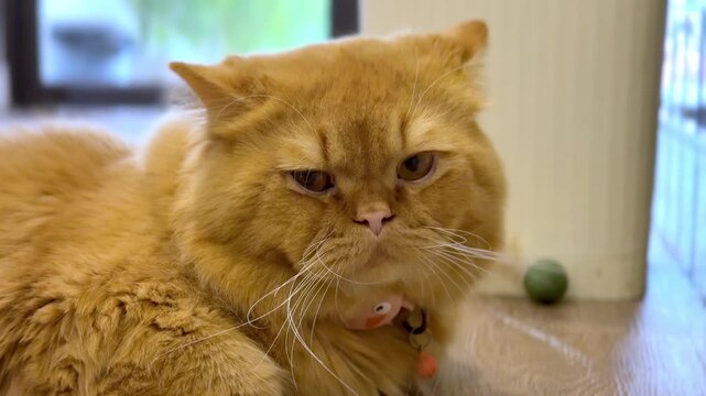 Close Up of a Sleepy Orange Persian Cat Resting Indoors.