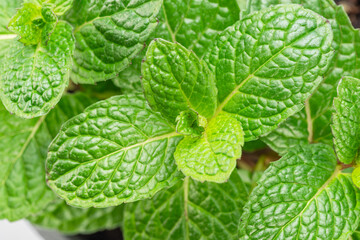 Close up of fresh mint leaves on a mint bush. © volff