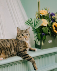 cat in the window