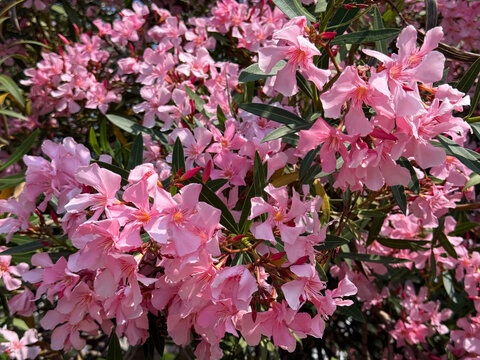 Blooming oleander nerium shrub.