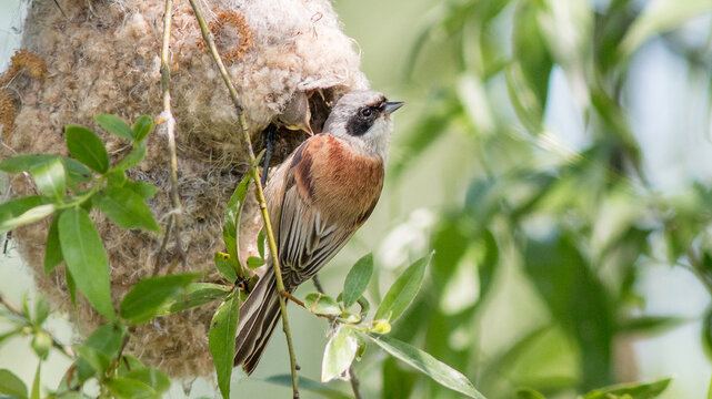red backed shrike