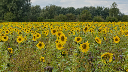 Obraz premium ield with many bright yellow common sunflowers with trees in the background in the flemish countryside- Helianthus annuus 