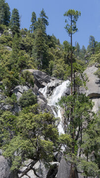 Waterfall in Pine Forest