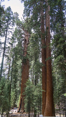 Fototapeta premium Giant Sequoias Viewed from Below