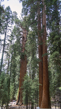 Giant Sequoias Viewed from Below