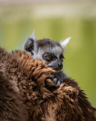 close up of a baby lemur © David