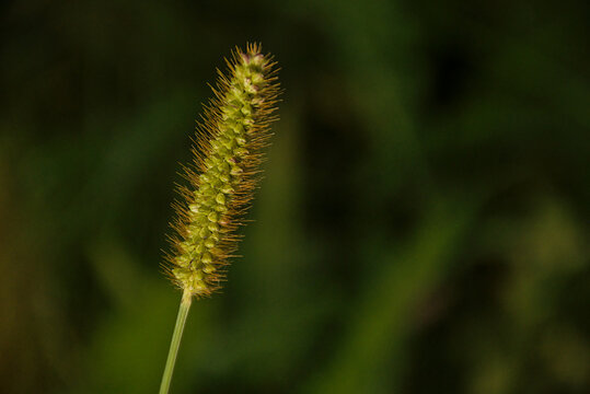 . closeup of the flower of yellow bristle-grass - Setaria pumila 