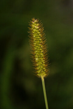 . closeup of the flower of yellow bristle-grass - Setaria pumila 