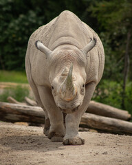 rhino in the sun © David
