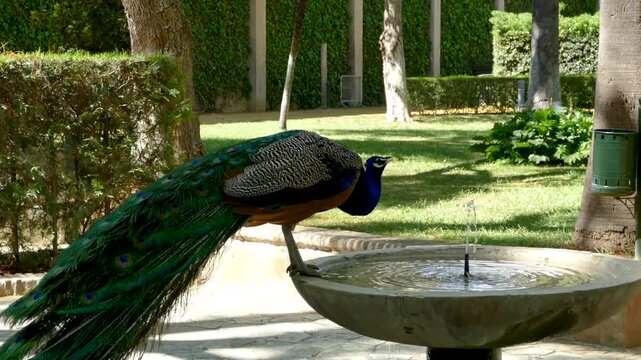 Lush Gardens of Royal Alc&aacute;zar of Seville with Peacock Drinking from Fountain, Spain