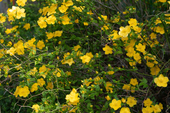 山吹の花が咲く春の自然風景
Blooming Japanese kerria flowers in spring