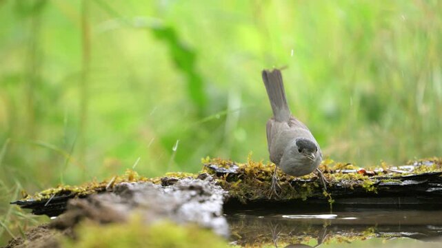 Eurasian blackcap (Sylvia atricapilla) bathing and splashing water in its natural habitat. Slow motion wildlife footage capturing energetic movement and grooming behavior of a small songbird in outdoo