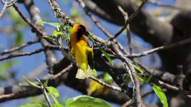 Village weaver bird building hanging nest close up Uganda