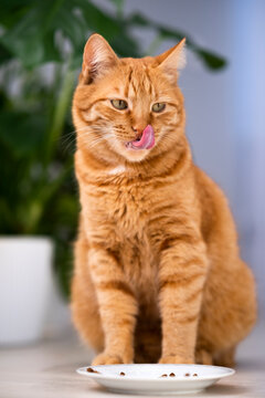 Cute ginger cat licking its lips near plate with food at home. Hungry satisfied happy pets. Domestic orange stripe cat for advertising of feline food and healthy happy pets life. Adorable animals.