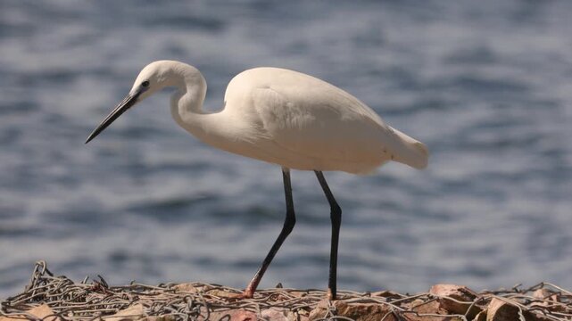 Little egret catching fish in shallow water wildlife