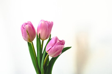 Fototapeta premium Three pink tulips in a simple vase on a white background during daytime in a bright indoor space