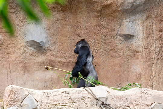 Schwarzer Gorilla sitzt vor beiger Felswand und h&auml;lt einen Zweig mit gr&uuml;nen Bl&auml;ttern in der Hand