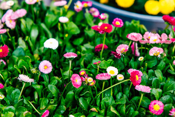 Colorful Bellis perennis grow in a green garden with various blooms during sunny daytime at a local plant nursery © ir1ska