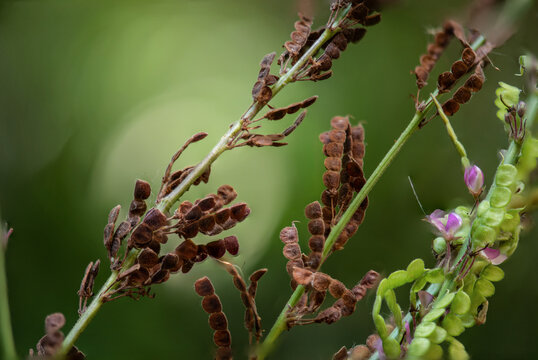 Desmodium gangeticum (L.) DC. branch flowers and pods on natural background.