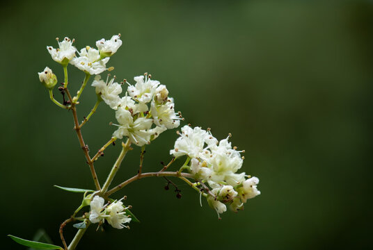 White Henna or Lawsonia inermis branch flowers on natural background.
