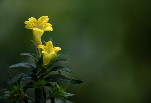 Pecah beling or Strobilanthes Crispa Blume branch flowers on natural background.