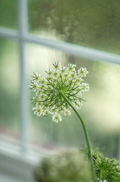 Queen Anna's ladylace flower 