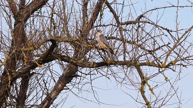 Merlin (Falco columbarius) perched on a branch in its natural habitat, looking around attentively. Slow motion wildlife footage capturing alert behavior of a small raptor in the wild.
