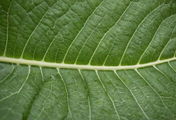 Fototapeta premium Close-up of Fresh Green Leaf with Detailed Radial Veins