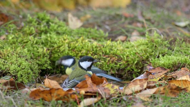Two great tits (Parus major) bathing and splashing water in their natural habitat Wildlife footage capturing energetic movement and social behavior of small songbirds in outdoor environment.