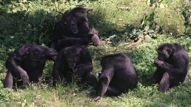 Group of chimpanzees feeding together in natural habitat
