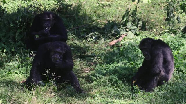 Group of chimpanzees feeding together in natural habitat
