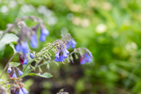 Creeping comfrey (symphytum grandiflorum) flowers in bloom
