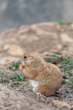 Portrait of a groundhog (marmota monax) eating