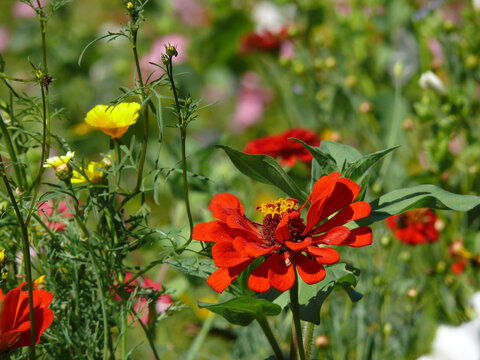 Zinnie auf Blumenwiese