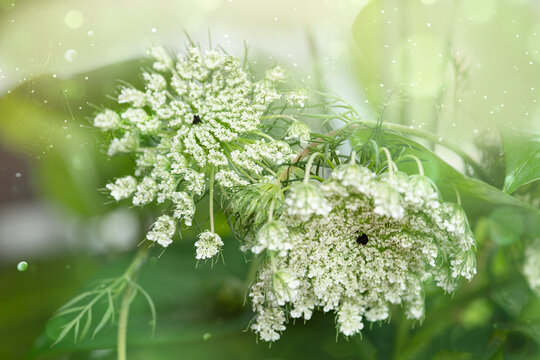 Queen Anna's ladylace flower 
