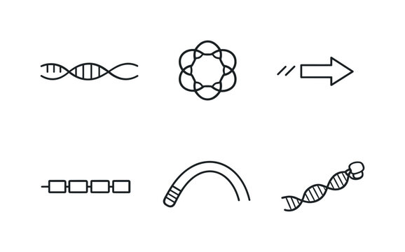Line style icons of telomerase function elements: RNA template band, protein subunit ring, elongation step marker, telomere