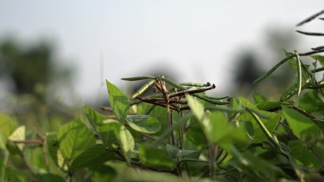 Mung Crop in Field Pulse Farming Agriculture Scene. Green Gram Crop Growing in Farm Land Natural Scene. Moong Dal Crop in Field Sustainable Farming Background in India With 4K View. 