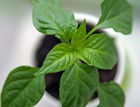 Capsicum annuum Pepper Seedling in White Pot Overhead View &mdash; Young Plant New Growth Kitchen Garden Home Growing Concept
