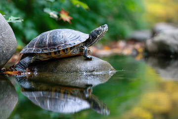 Obraz premium Turtle resting on a rock near calm water in a lush green environment during autumn